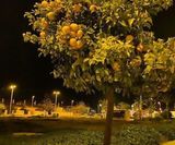 Citroner på hemvägen